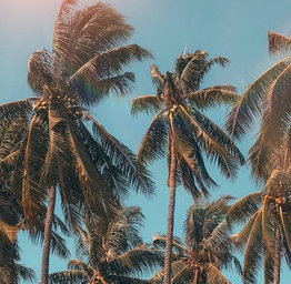 Palm Trees