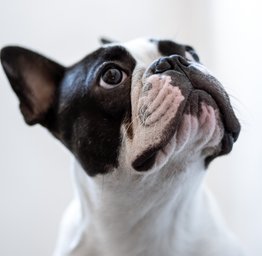 Bulldog profile
