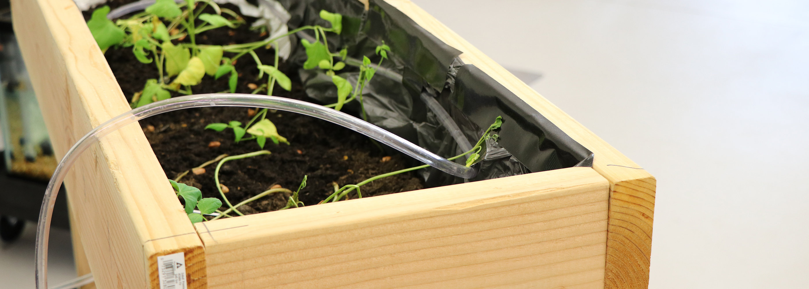 Aquaponics plant growth