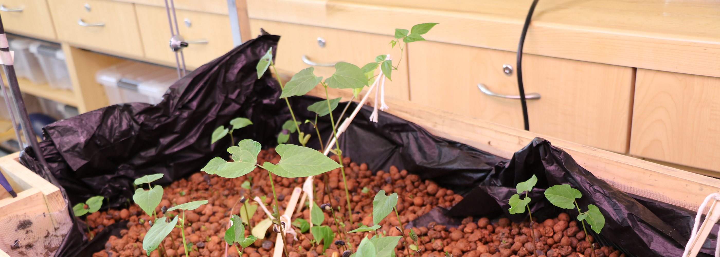 Aquaponics project plant box