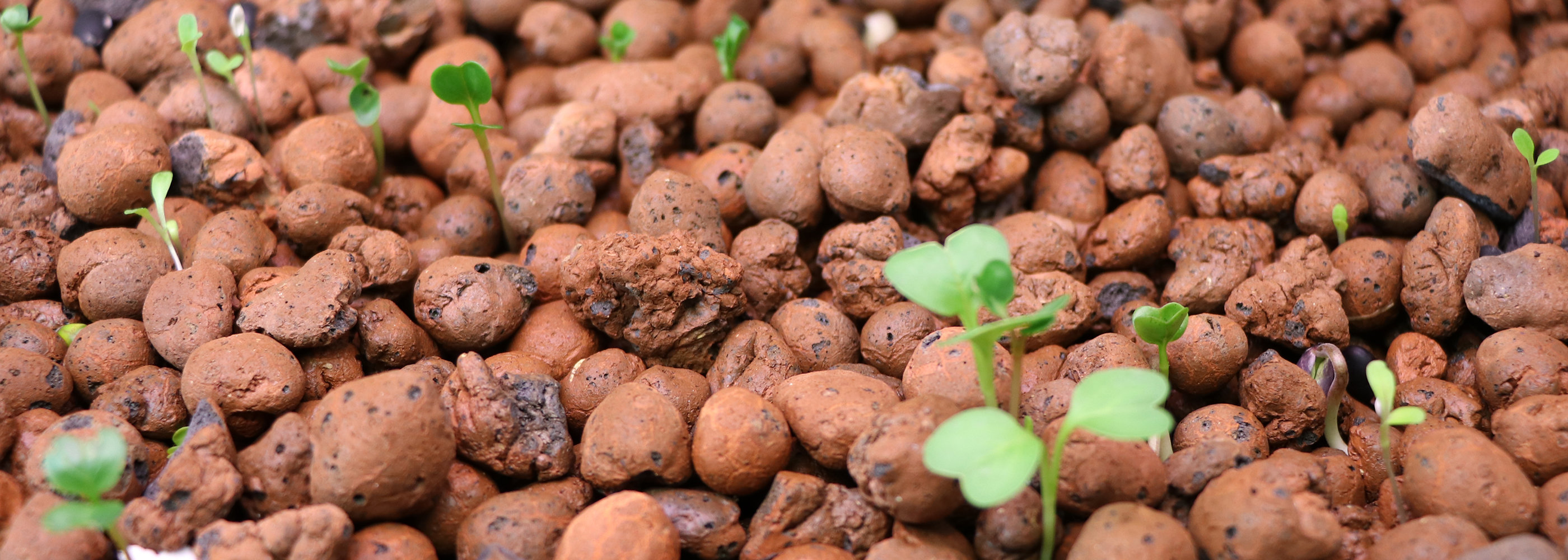 Aquaponics plant pebbles
